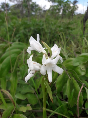 Satyrium kitimboense
