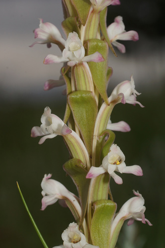 Satyrium longicauda