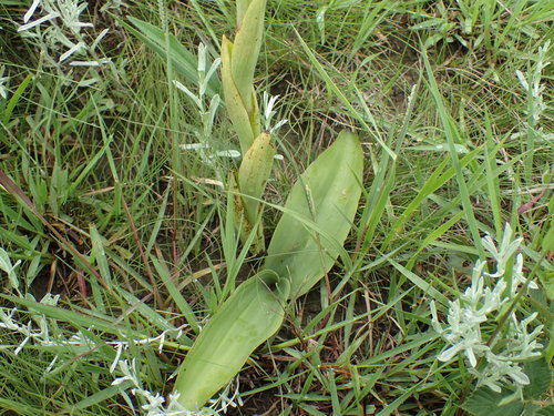 Satyrium longicauda