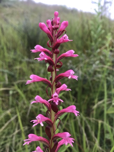 Satyrium macrophyllum