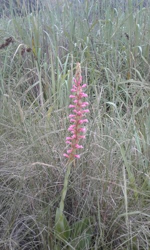 Satyrium macrophyllum