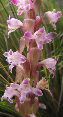 Satyrium neglectum