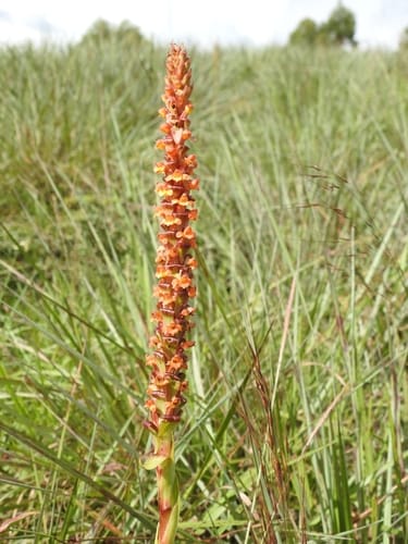 Satyrium sceptrum