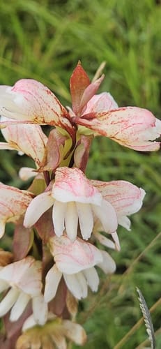 Satyrium sphaerocarpum