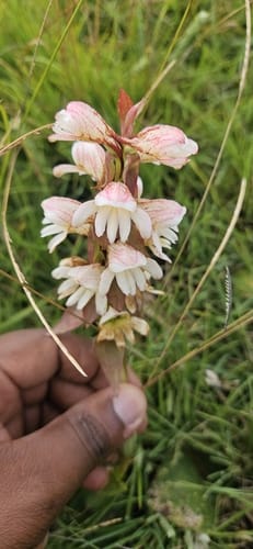 Satyrium sphaerocarpum