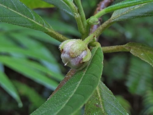 Saurauia andreana