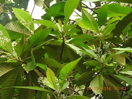 Saurauia aspera