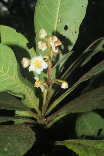 Saurauia excelsa