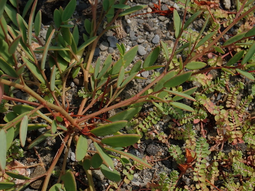 Sauropus bacciformis