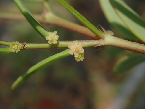 Sauropus bacciformis