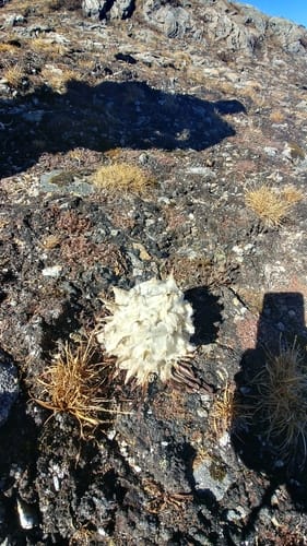 Saussurea laniceps