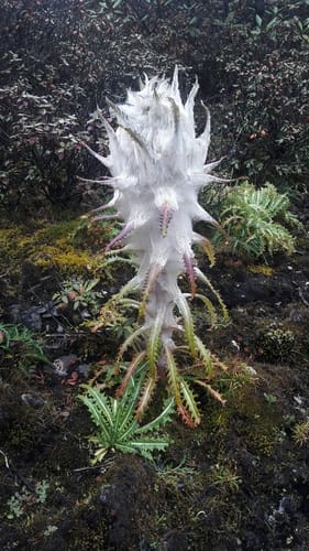 Saussurea laniceps