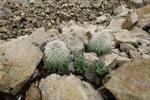 Saussurea leucoma