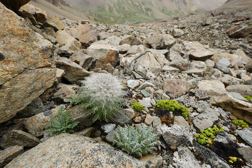 Saussurea leucoma