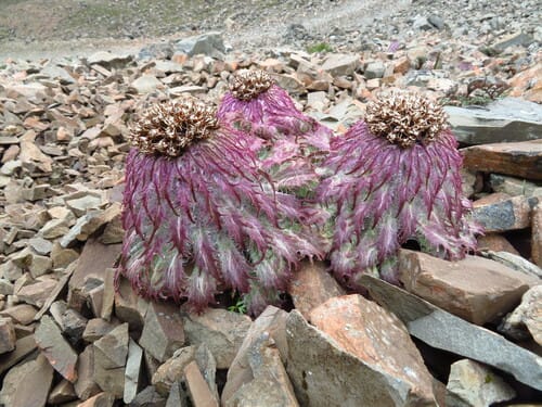 Saussurea medusa