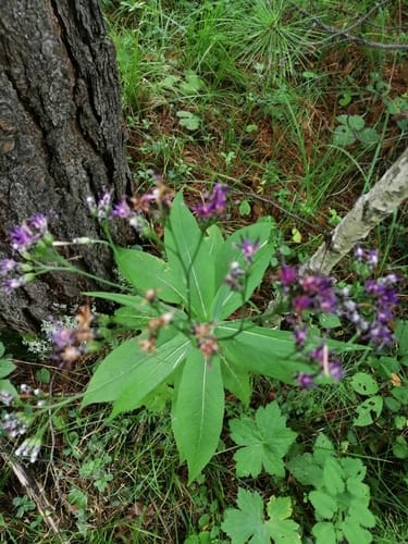 Saussurea parviflora