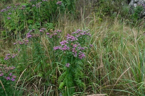 Saussurea pulchella