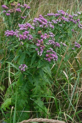Saussurea pulchella