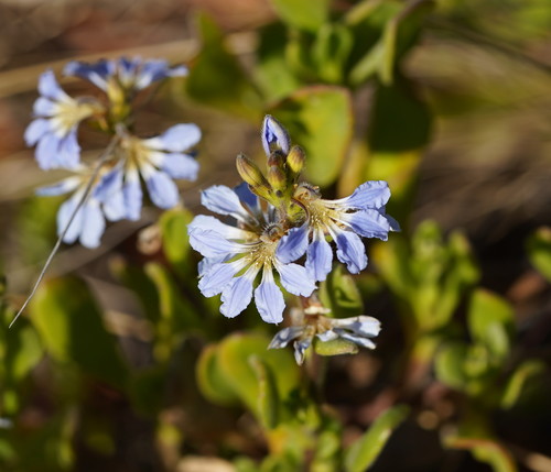 Scaevola calendulacea