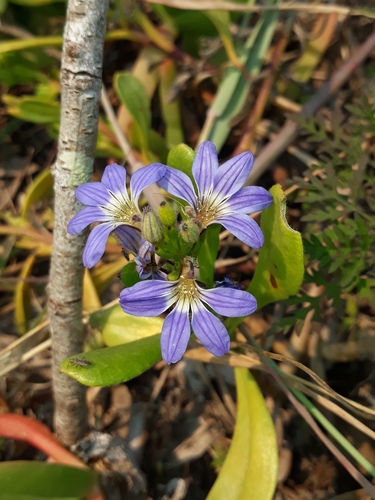 Scaevola calendulacea