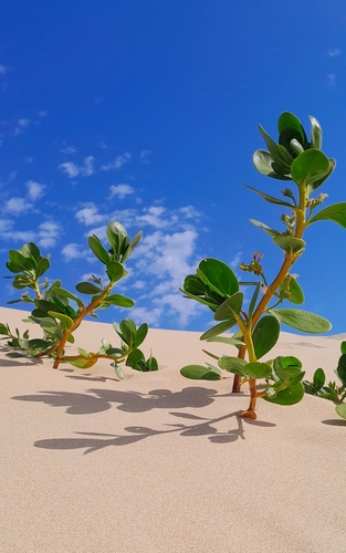 Scaevola plumieri