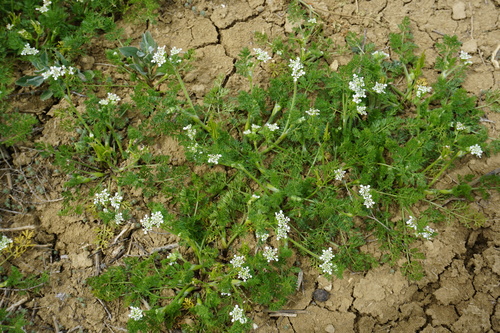 Scandix iberica