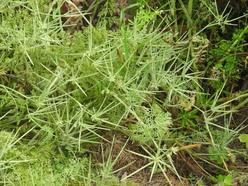 Scandix stellata