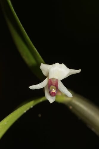 Scaphyglottis prolifera