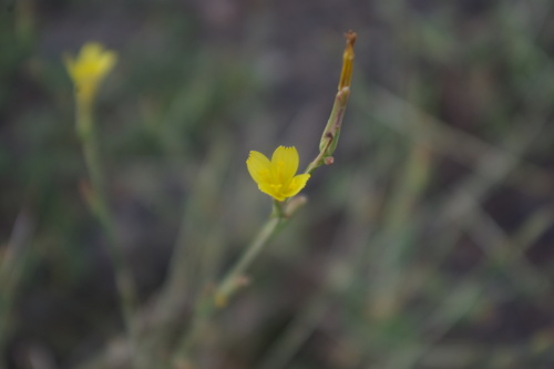 Scariola viminea