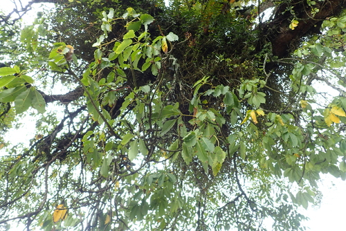 Schefflera abyssinica