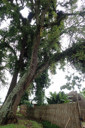 Schefflera abyssinica