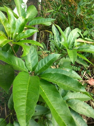 Schefflera heptaphylla