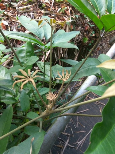 Schefflera heptaphylla