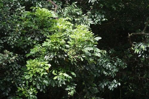 Schefflera umbellifera