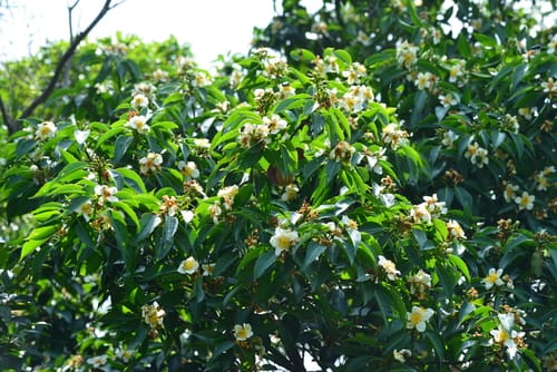 Schima wallichii