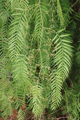 Schinus areira