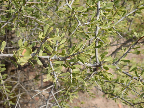 Schinus johnstonii