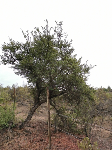 Schinus polygama