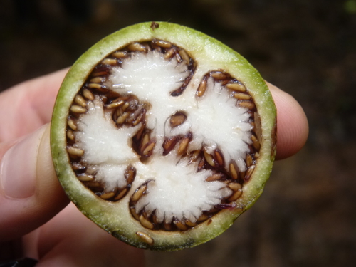 Schlegelia fastigiata