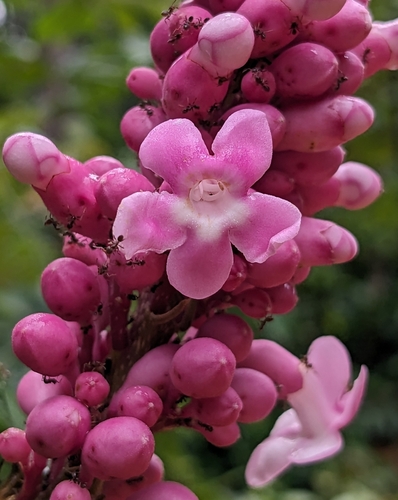 Schlegelia violacea