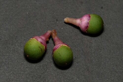 Schlegelia violacea
