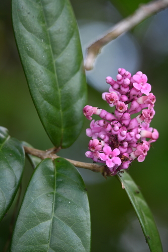 Schlegeliaceae