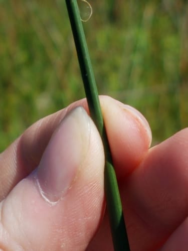 Schoenoplectus acutus