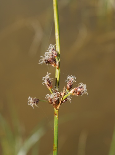 Schoenoplectus litoralis