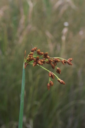 Schoenoplectus tabernaemontani