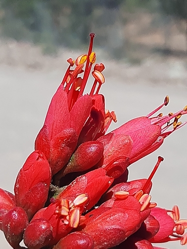 Schotia afra