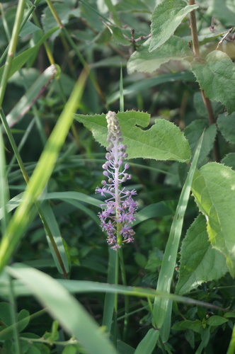 Scilla scilloides