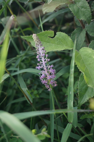 Scilla scilloides