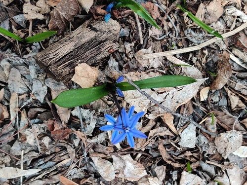 Scilla siberica