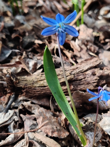 Scilla siberica